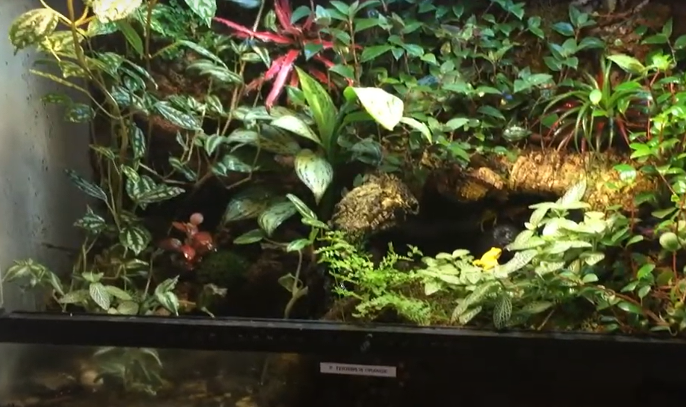 Exo Terra 36x18x24 Terrarium Review in August 2024 ReptileProfy