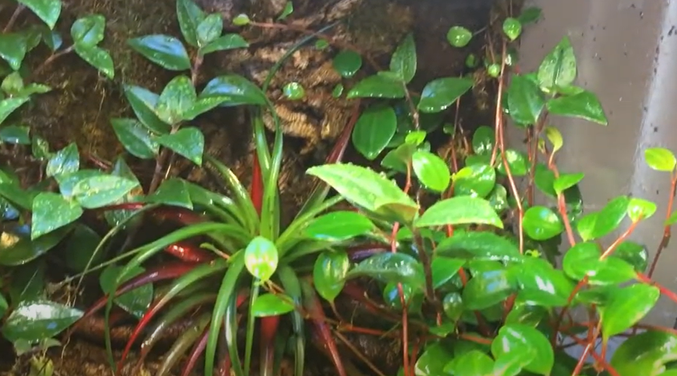 Exo Terra 36x18x24 Terrarium Review in May 2024 ReptileProfy