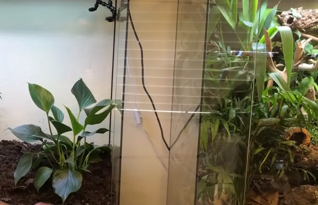How to organize the area in the terrarium?