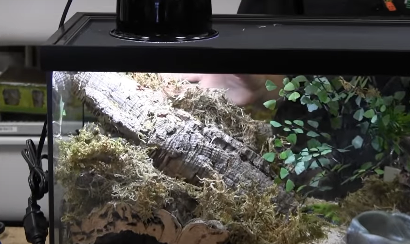 Zilla Critter Cage 10 Gallon Review in August 2024 ReptileProfy