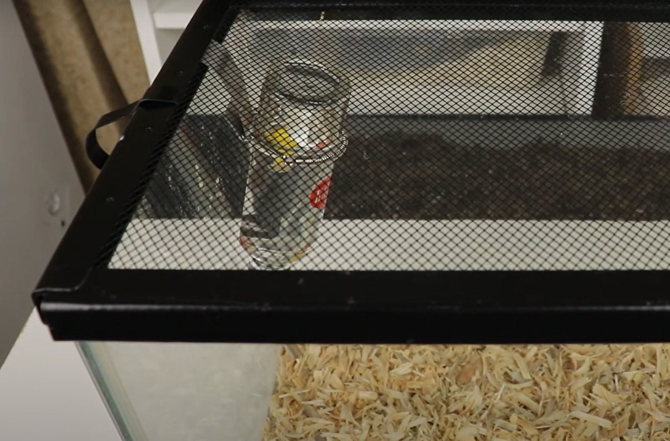 Zilla Fresh Air Screen Habitat Review in February 2024 ReptileProfy