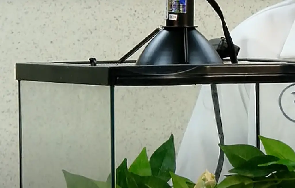 Vivarium and Terrarium Lights: Is There a Difference?