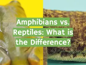 Amphibians vs. Reptiles