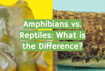 Amphibians vs. Reptiles