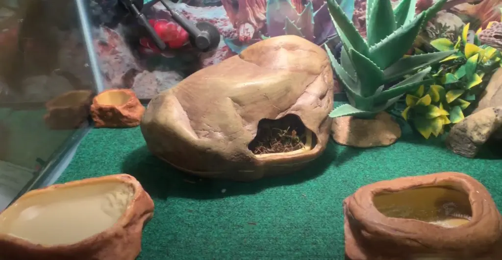 How to Clean Reptile Carpet? Guide for Beginners ReptileProfy