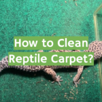 How to Clean Reptile Carpet? Guide for Beginners