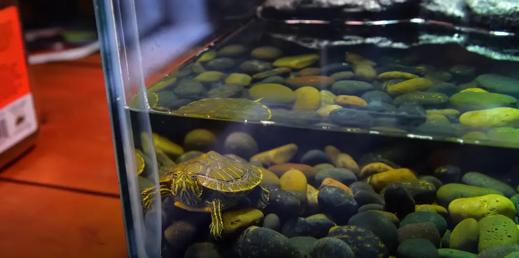 What Characteristics are Unique to Turtles