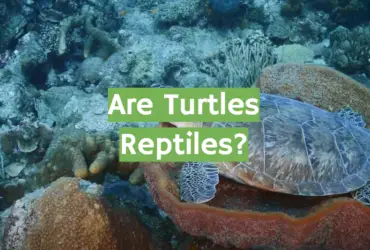 Are Turtles Reptiles? Everything You Should Know