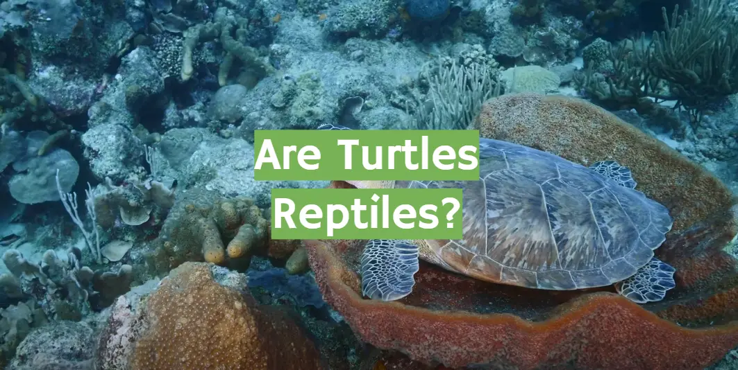 Are Turtles Reptiles? Everything You Should Know