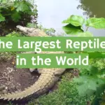 The Largest Reptiles in the World