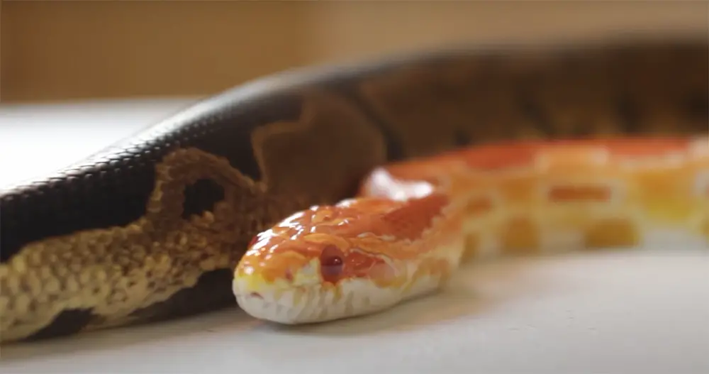 What Do Corn Snakes Look Like?