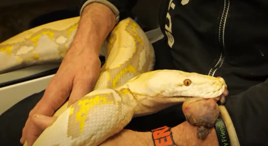 Corn Snake Vs Python Ball Python vs. Corn Snake: Comparison- ReptileProfy