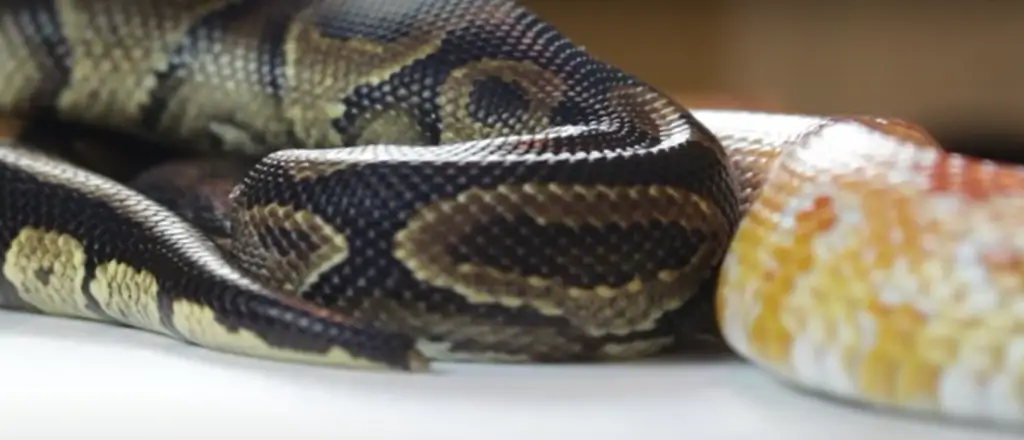 Corn Ball Python Ball Python vs. Corn Snake: Comparison- ReptileProfy