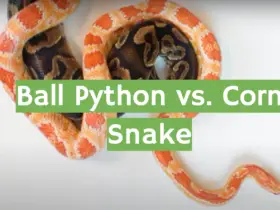 Ball Python vs. Corn Snake