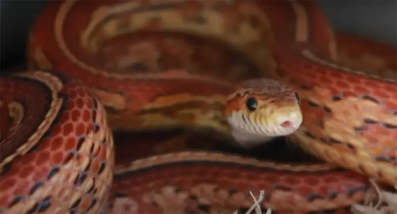 Ball Python vs. Corn Snake: Comparison- ReptileProfy