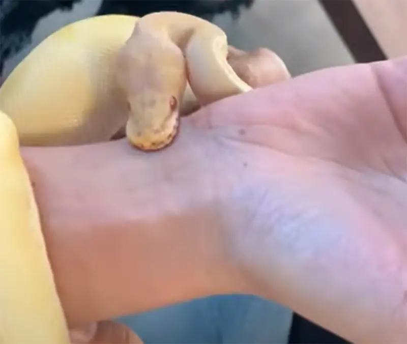 Ball Python vs. Corn Snake Bite