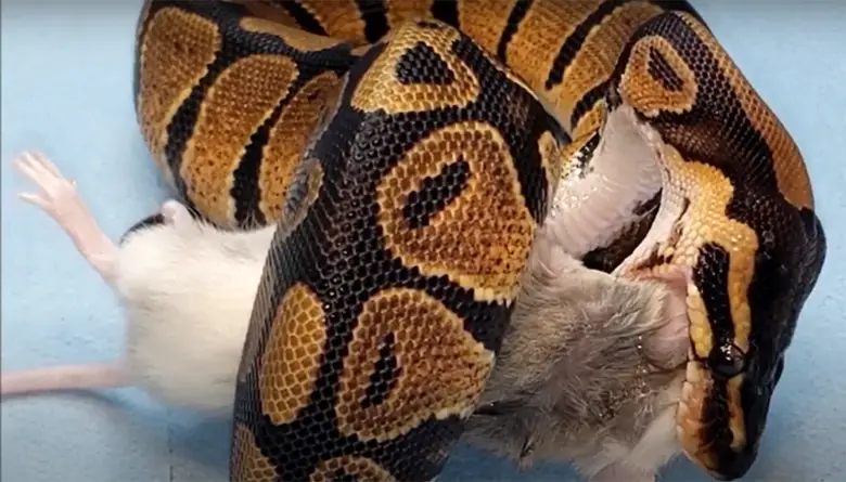 Corn Snake Vs Python Ball Python vs. Corn Snake: Comparison- ReptileProfy
