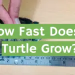 How Fast Does a Turtle Grow?