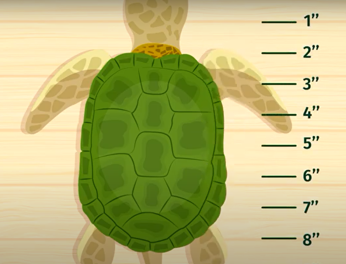 How to Tell the Age of a Turtle?