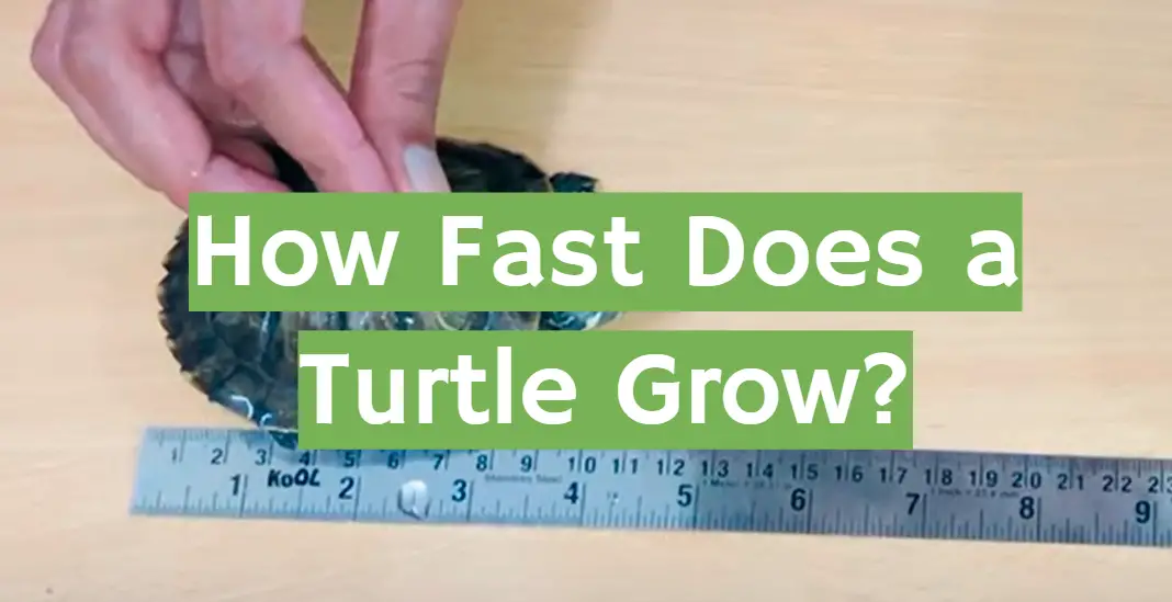 How Fast Does a Turtle Grow?