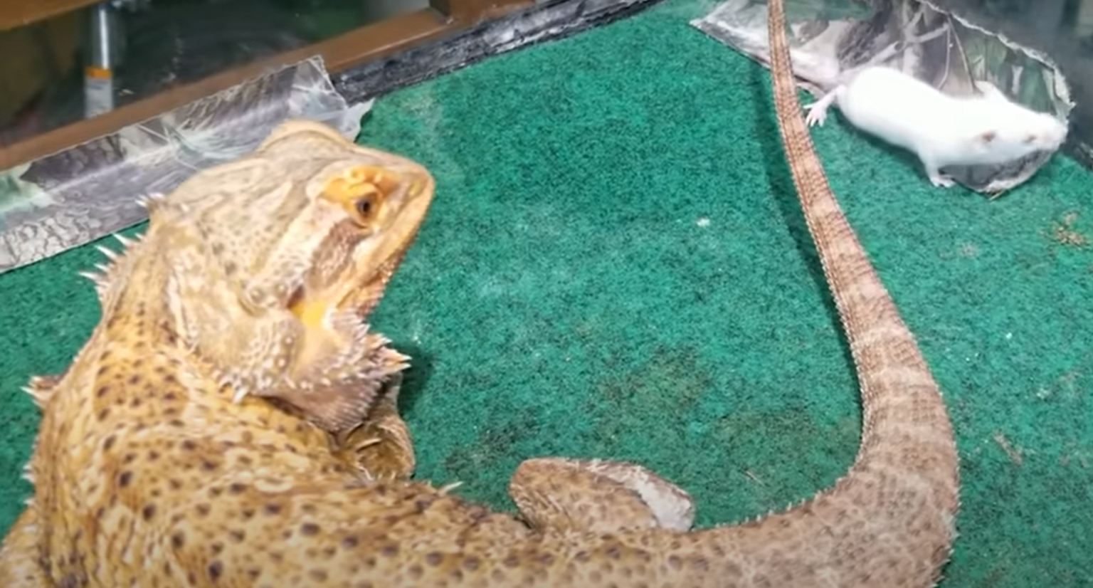 What Does It Mean When a Bearded Dragon Licks You? ReptileProfy