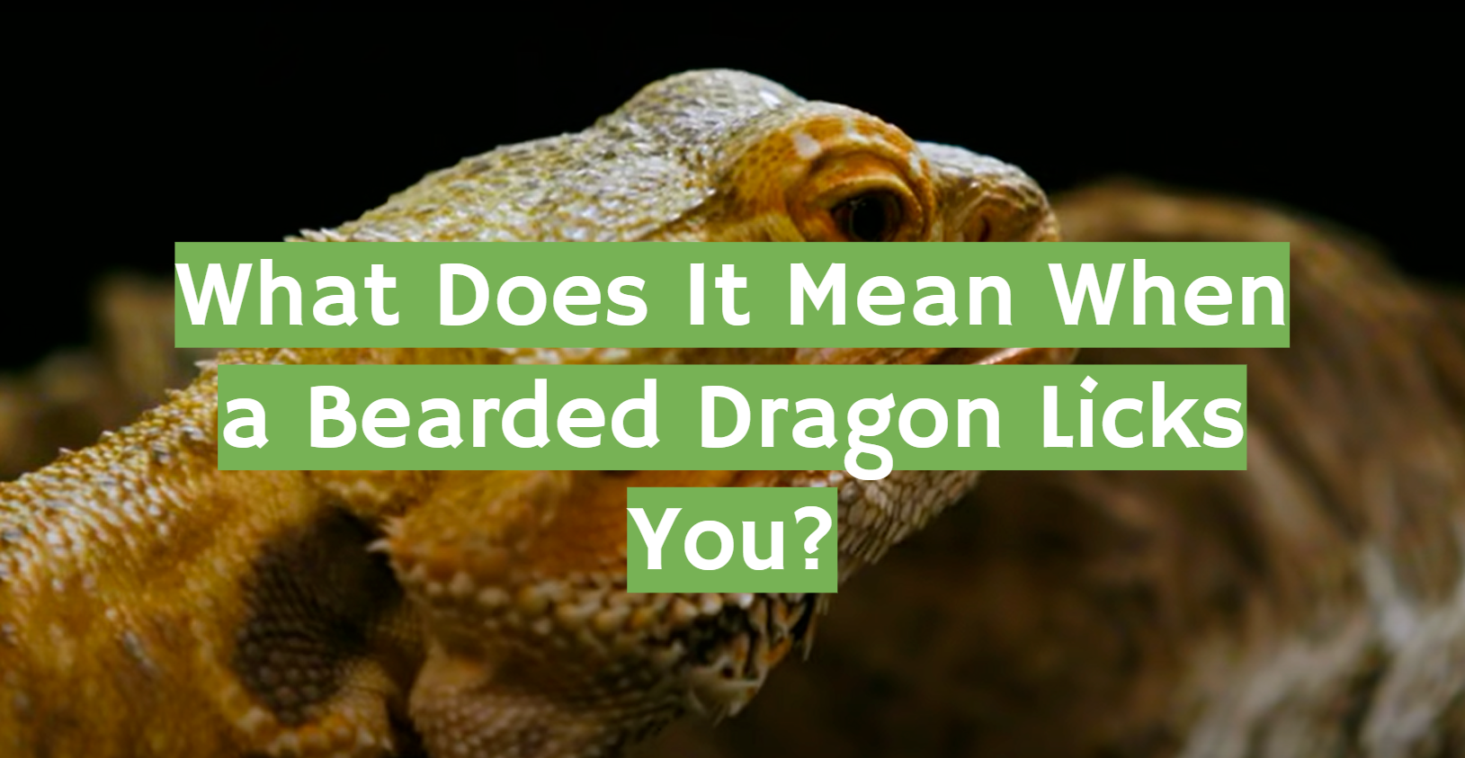 What Does It Mean When a Bearded Dragon Licks You? ReptileProfy