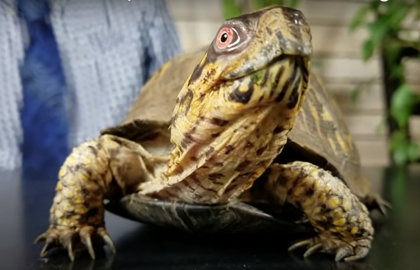 The Variety of Sounds That Pet Turtles Can Make