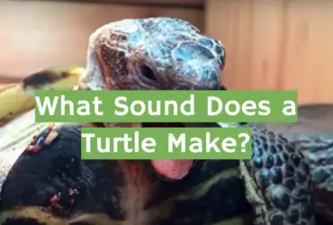 What Sound Does a Turtle Make?