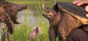 What Sound Does a Turtle Make? Interesting Facts- ReptileProfy