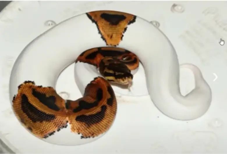 Why is My Ball Python Not Eating? Explained ReptileProfy