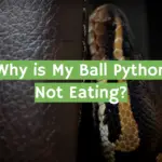 Why is My Ball Python Not Eating?