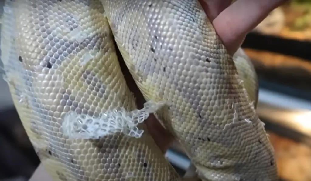 Why is My Ball Python Not Eating? Explained ReptileProfy