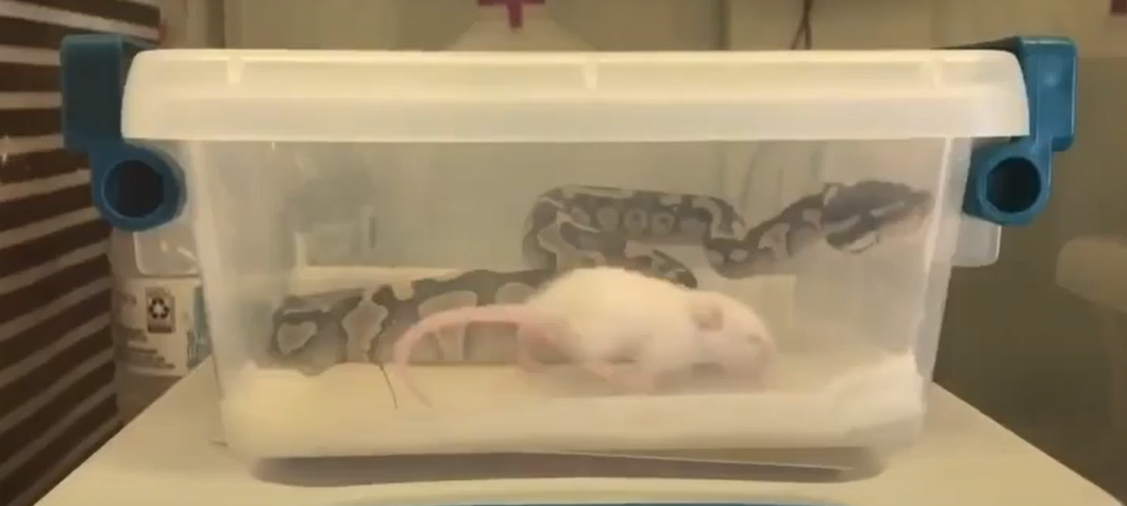 Why is My Ball Python Not Eating? Explained ReptileProfy