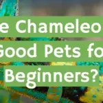 Are Chameleons Good Pets for Beginners?