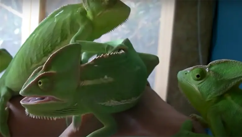 Are Chameleons Good Pets for Beginners? - ReptileProfy