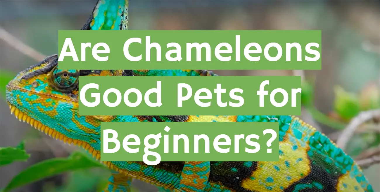 Are Chameleons Good Pets for Beginners?