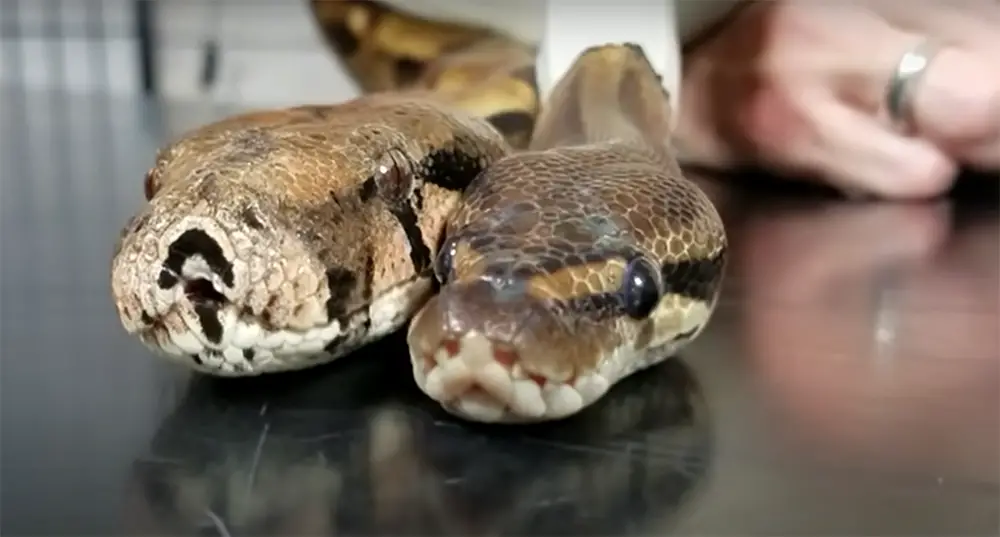 Boa Constrictors Pet Care Guide for Beginners