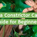 Boa Constrictor Care Guide for Beginners