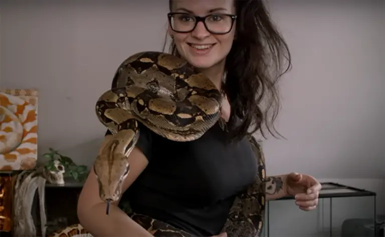 Image result for Boa Constrictor Care Guide for Beginners - ReptileProfy
