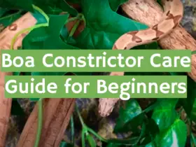 Boa Constrictor Care Guide for Beginners