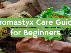 Uromastyx Care Guide for Beginners