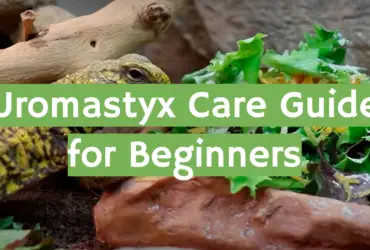 Uromastyx Care Guide for Beginners