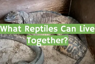 What Reptiles Can Live Together?