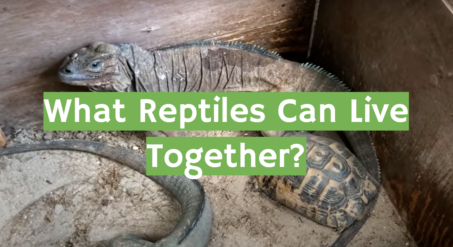 What Reptiles Can Live Together?