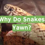 Why Do Snakes Yawn?