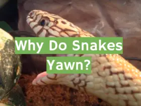 Why Do Snakes Yawn?