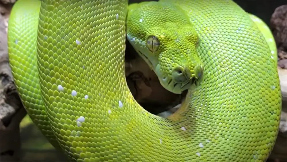 Is a Snake Yawn Normal?