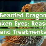 Bearded Dragon Sunken Eyes: Reasons and Treatments