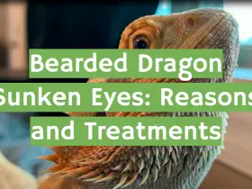 Bearded Dragon Sunken Eyes: Reasons and Treatments