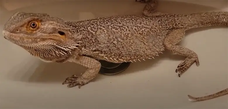 Bearded Dragon Sunken Eyes: Reasons and Treatments - ReptileProfy